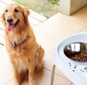 Elevated Dog Stand with 2 Bowls - 3 sizes