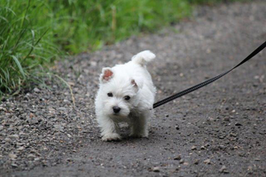 ROGZ Classic Reflective Lead
