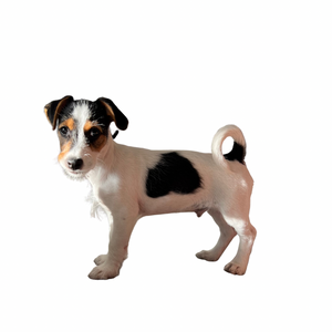 Mutt Mix: Mixed Breed Dog DNA Identification Kit