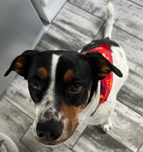Load image into Gallery viewer, Bandana PERSONALISED with or without a quality ROGZ Classic Collar
