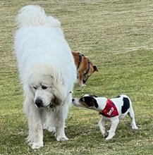 Load image into Gallery viewer, Bandana PERSONALISED with or without a quality ROGZ Classic Collar
