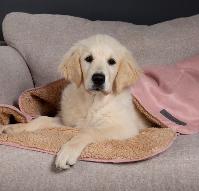 SCRUFFS Snuggle Pet Blanket 100cm x 75cm