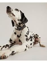 Load image into Gallery viewer, Joules Leather Dog Collar
