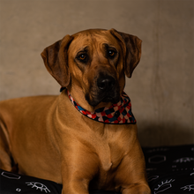 Load image into Gallery viewer, URBANPAWS Marley Bandana
