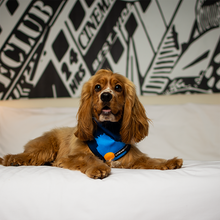 Load image into Gallery viewer, URBANPAWS Mutley Bandana
