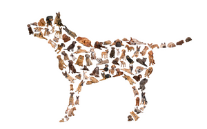 Mutt Mix: Mixed Breed Dog DNA Identification Kit