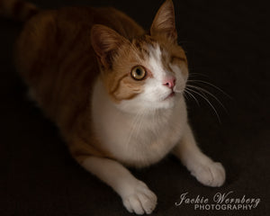 Jackie Wernberg Photography