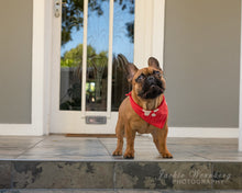 Load image into Gallery viewer, Jackie Wernberg Photography
