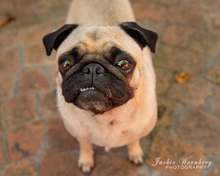 Load image into Gallery viewer, Jackie Wernberg Photography
