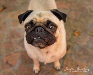 Jackie Wernberg Photography