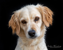 Load image into Gallery viewer, Jackie Wernberg Photography
