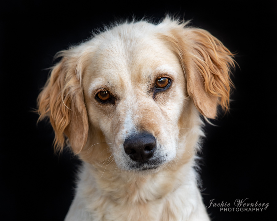 Jackie Wernberg Photography
