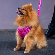 Load image into Gallery viewer, ROGZ Comfy Harness, Collar, Lead - for X-Small, Small &amp; Medium Dogs
