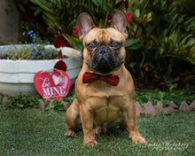 Load image into Gallery viewer, Jackie Wernberg Photography
