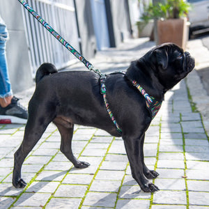 ROGZ Comfy Harness, Collar, Lead - for X-Small, Small & Medium Dogs