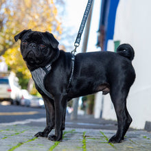 Load image into Gallery viewer, ROGZ Comfy Harness, Collar, Lead - for X-Small, Small &amp; Medium Dogs
