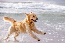 Load image into Gallery viewer, ROGZ Airtech Classic Collar - Medium, Large, X-Large
