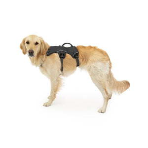 Ruffwear Web Master Multi-Use Dog Harness