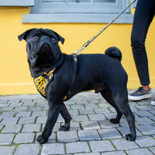 Load image into Gallery viewer, ROGZ Comfy Harness, Collar, Lead - for X-Small, Small &amp; Medium Dogs
