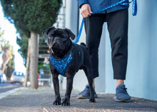 Load image into Gallery viewer, ROGZ Comfy Harness, Collar, Lead - for X-Small, Small &amp; Medium Dogs

